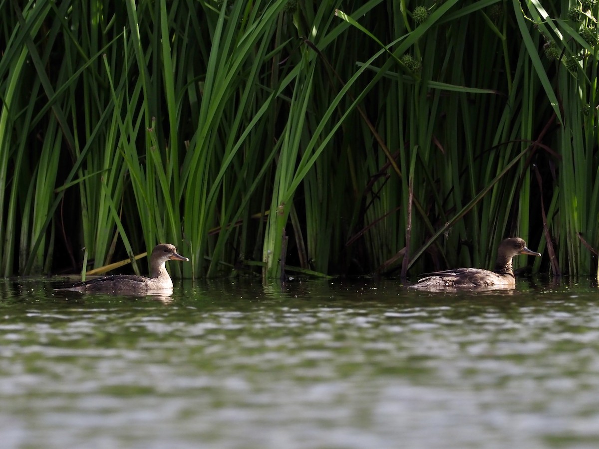 Hooded Merganser - ML621606144