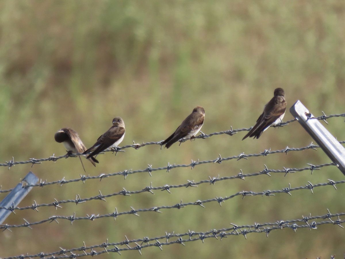 Northern Rough-winged Swallow (Northern) - ML621606266