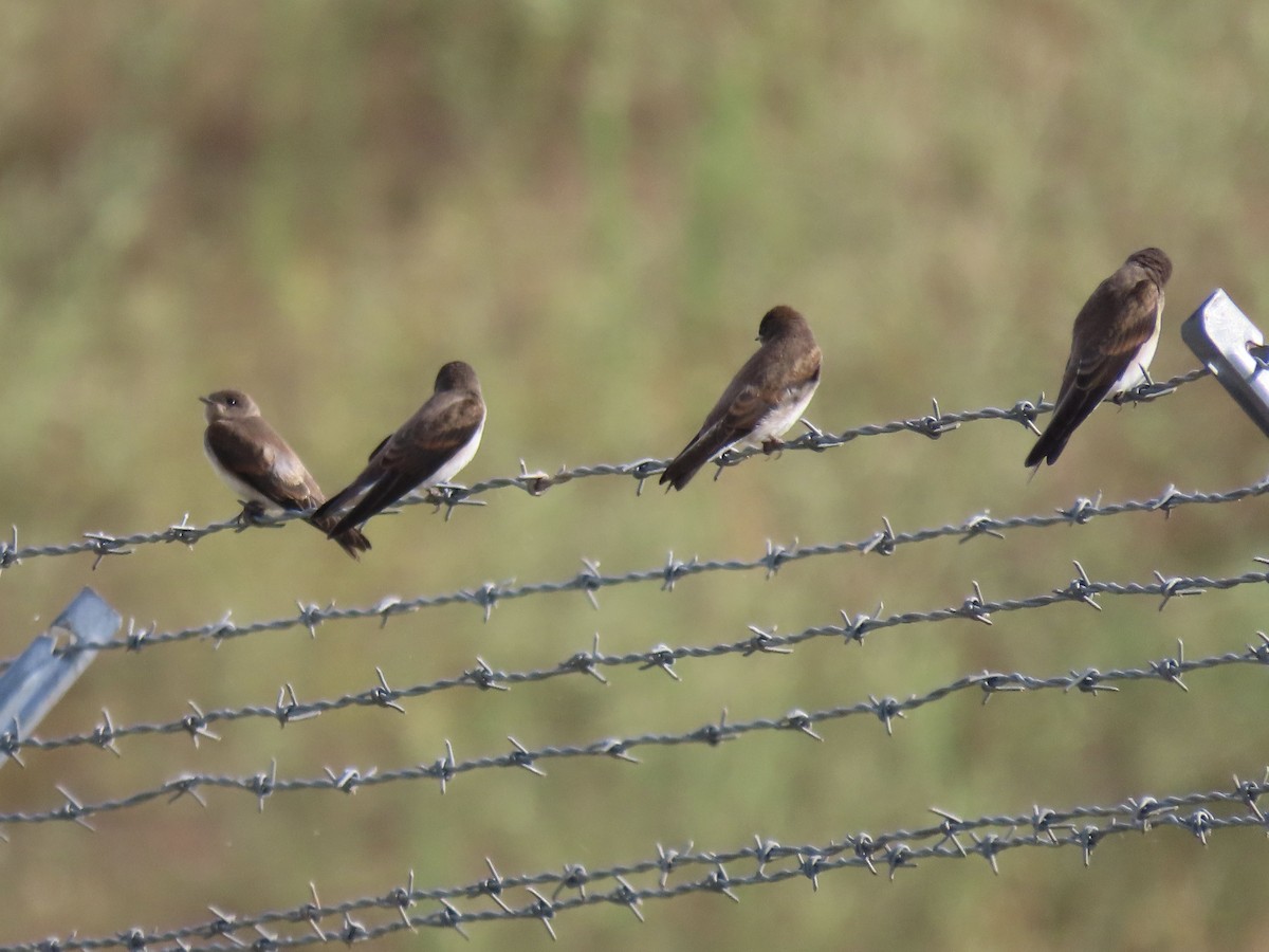 Northern Rough-winged Swallow (Northern) - ML621606267