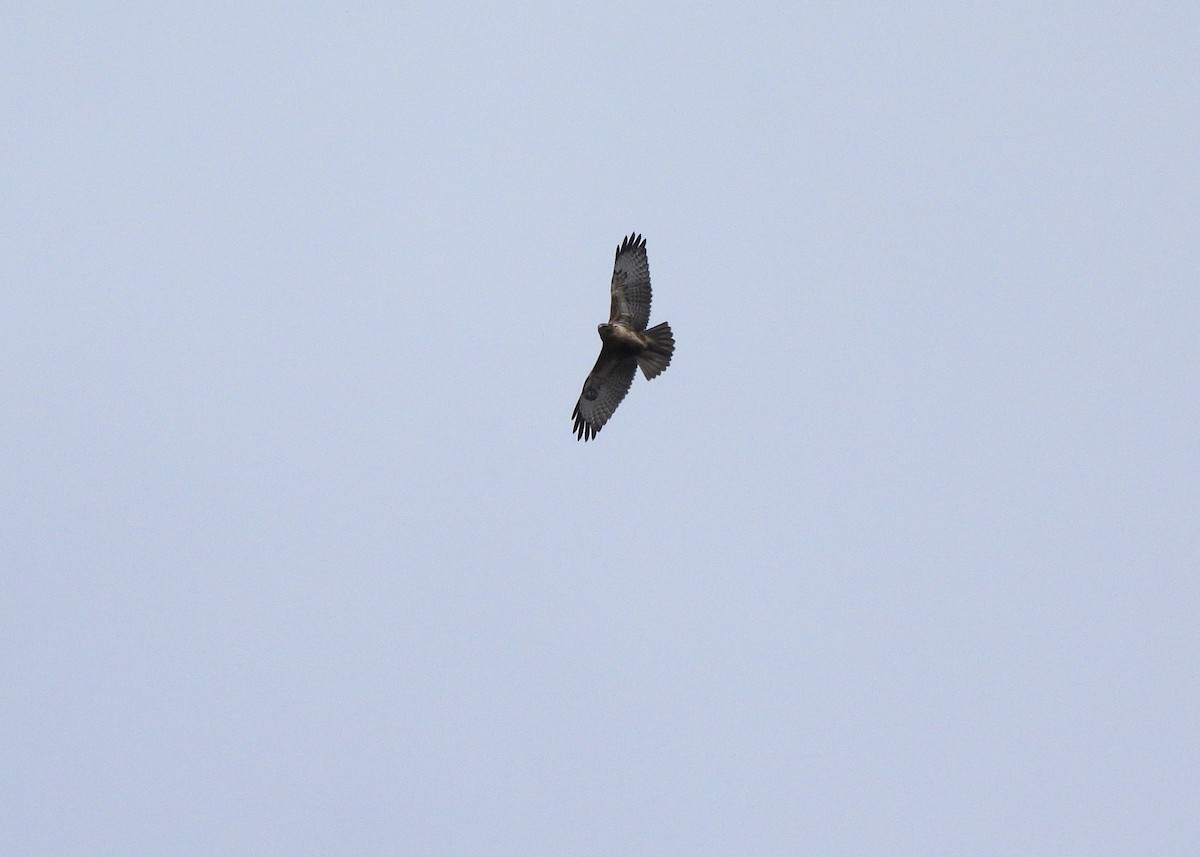 Common Buzzard (Canary Is.) - ML621606303