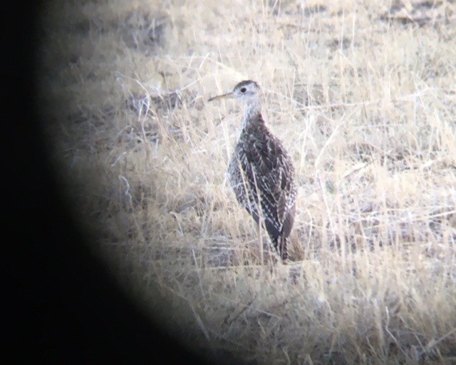 Upland Sandpiper - ML621606312