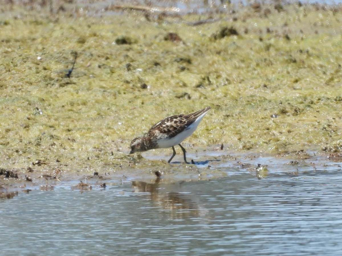 Least Sandpiper - John Baur