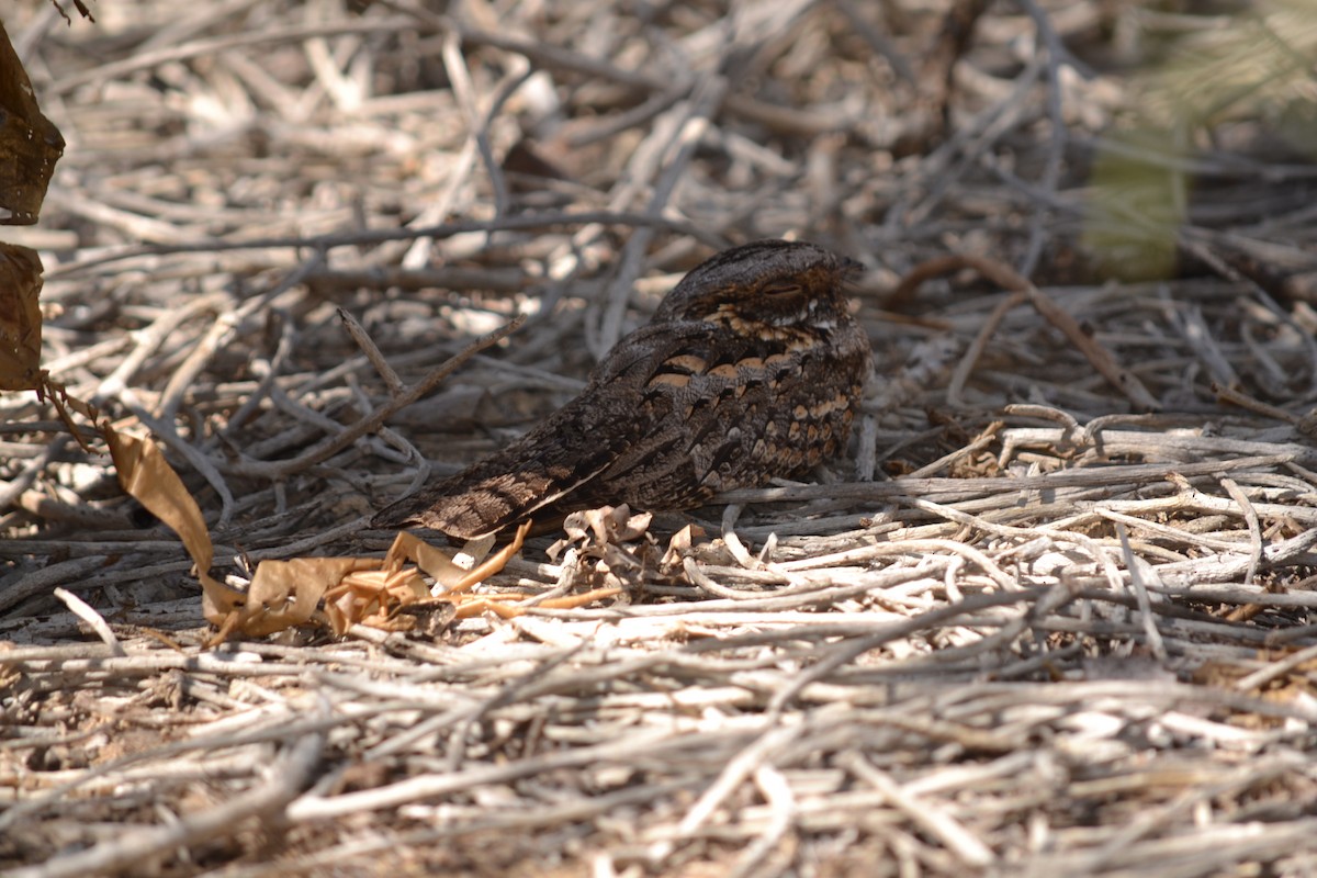 Madagascar Nightjar - ML621606474