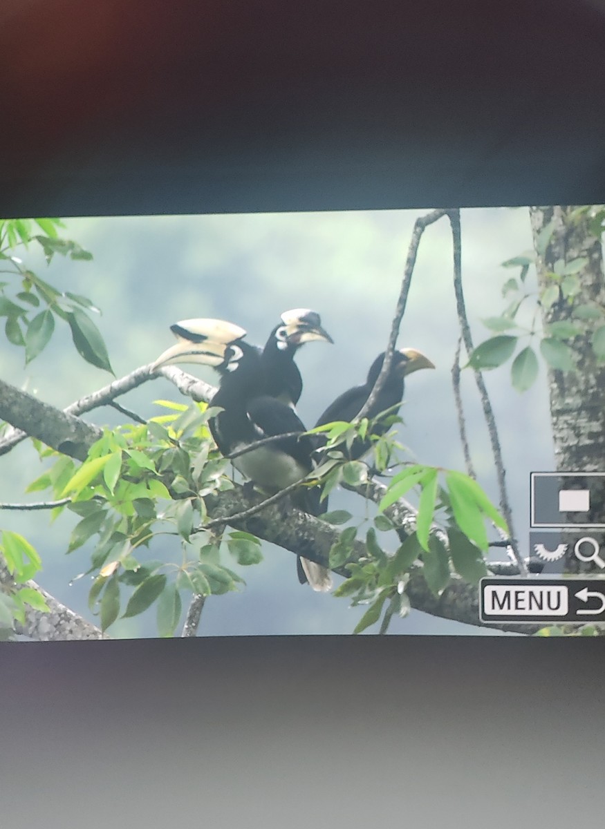 Oriental Pied-Hornbill - Prabit Tamang