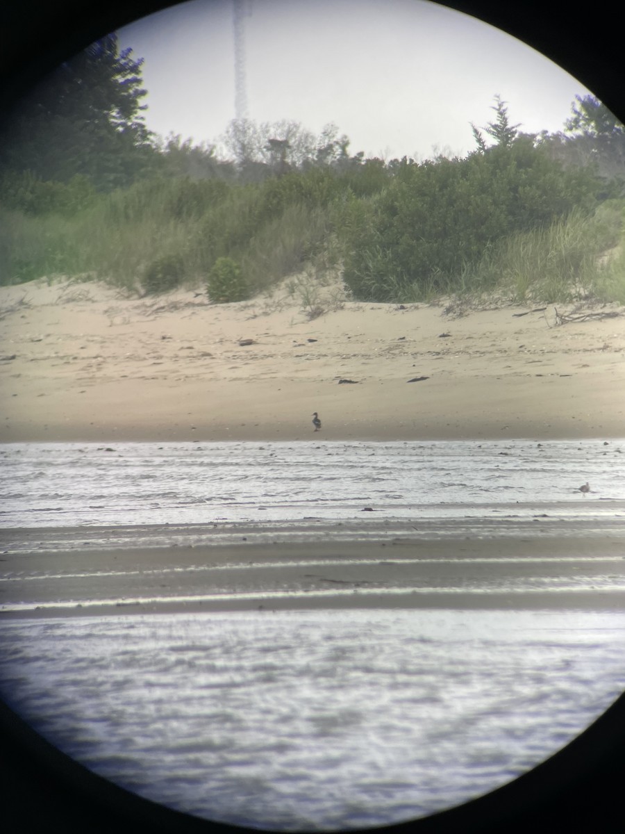 Mittelsäger - ML621606561