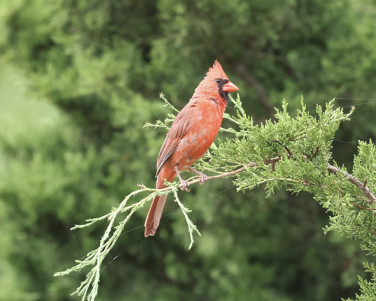 Northern Cardinal - ML621606577