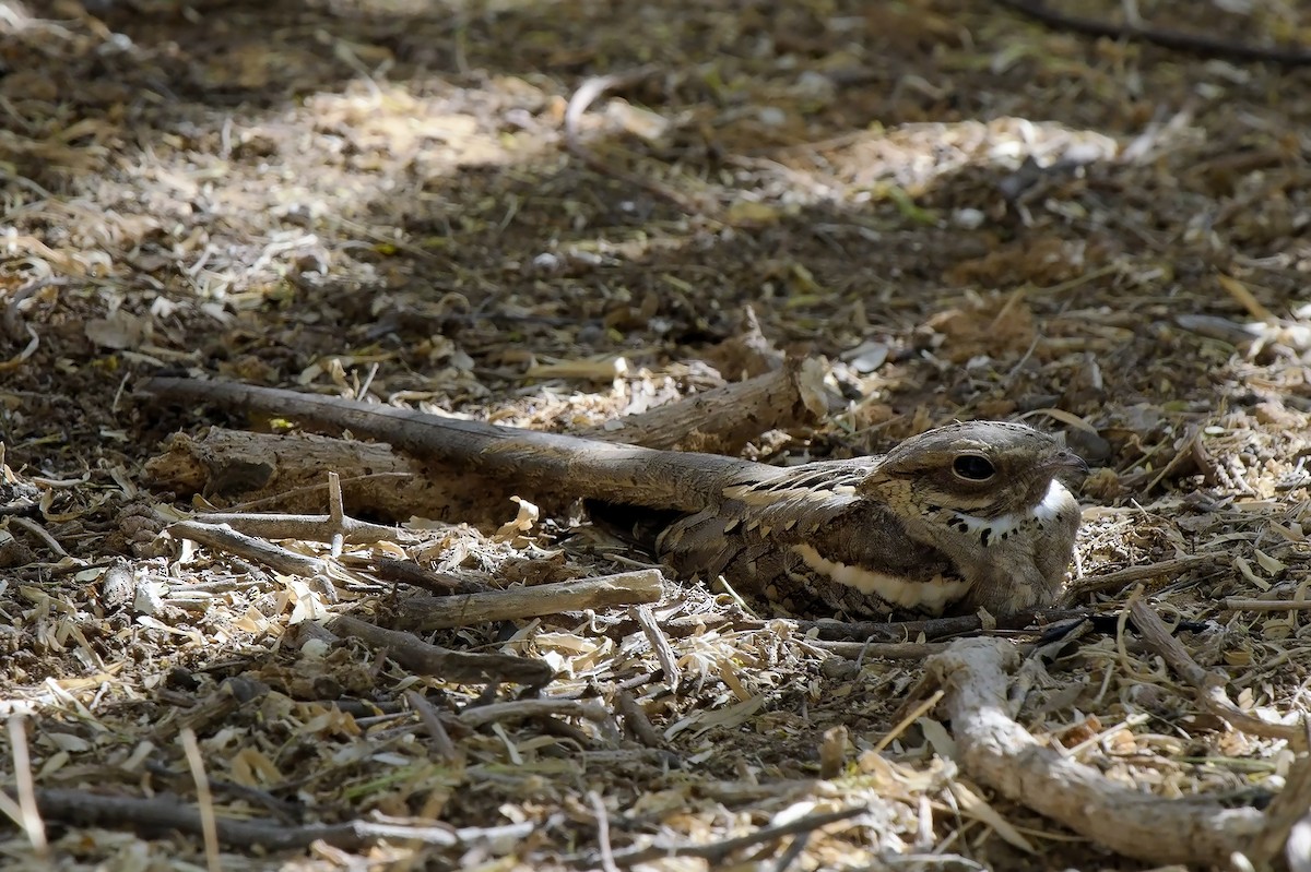 Long-tailed Nightjar - ML621606655