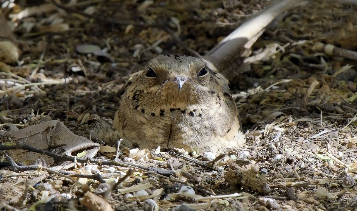 Long-tailed Nightjar - ML621606658