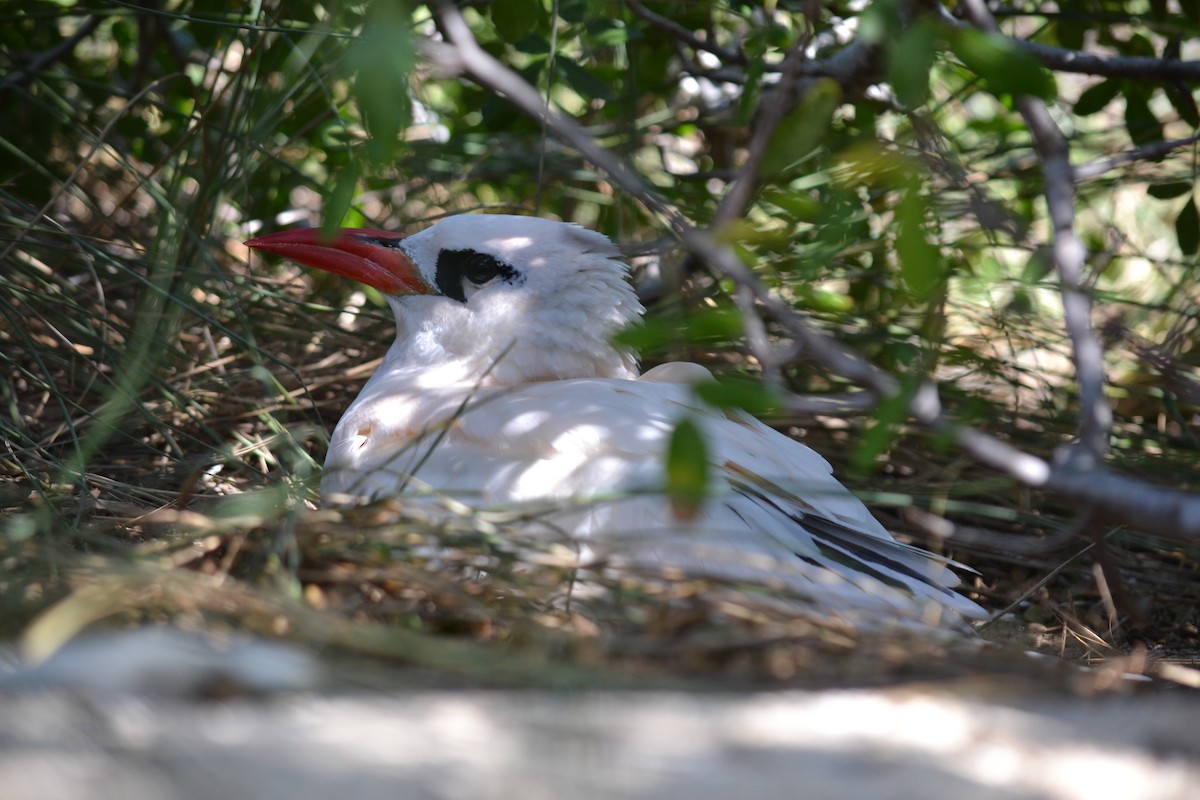 Red-tailed Tropicbird - Monica Frank