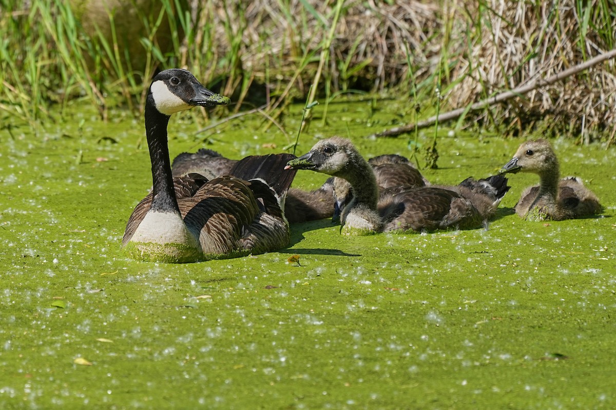 Canada Goose - ML621606734