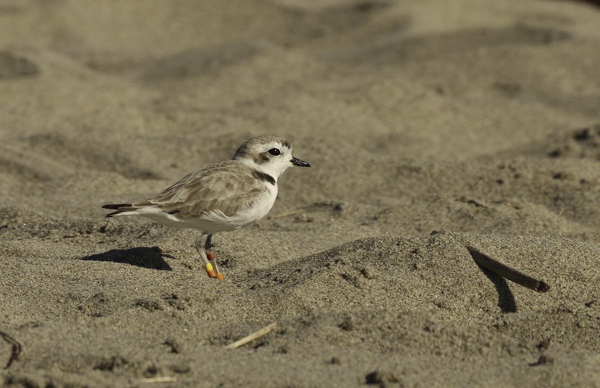 Snowy Plover (nivosus) - ML621606735