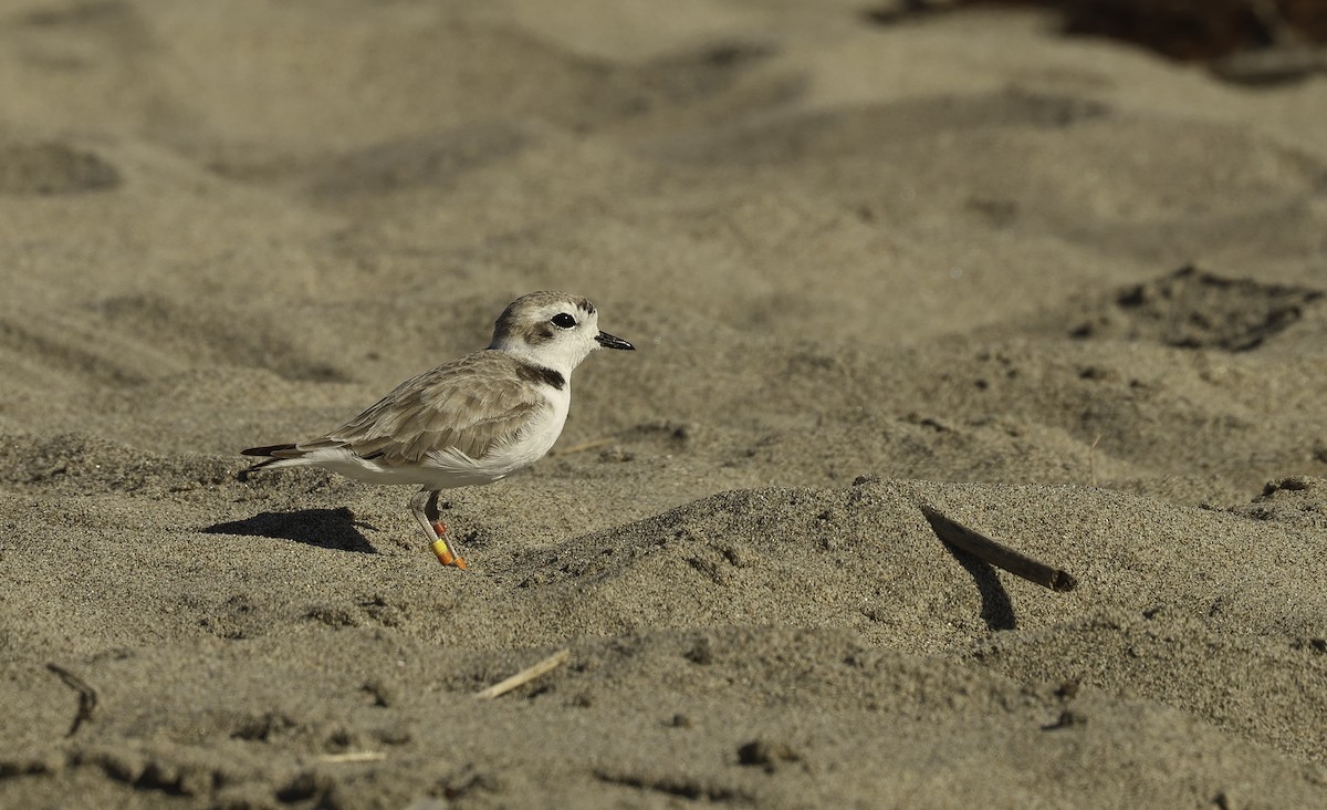 Snowy Plover (nivosus) - ML621606736