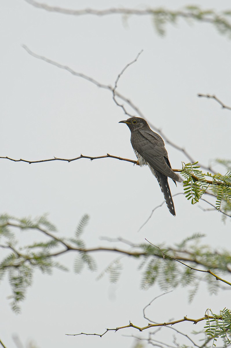 Lesser Cuckoo - ML621606831