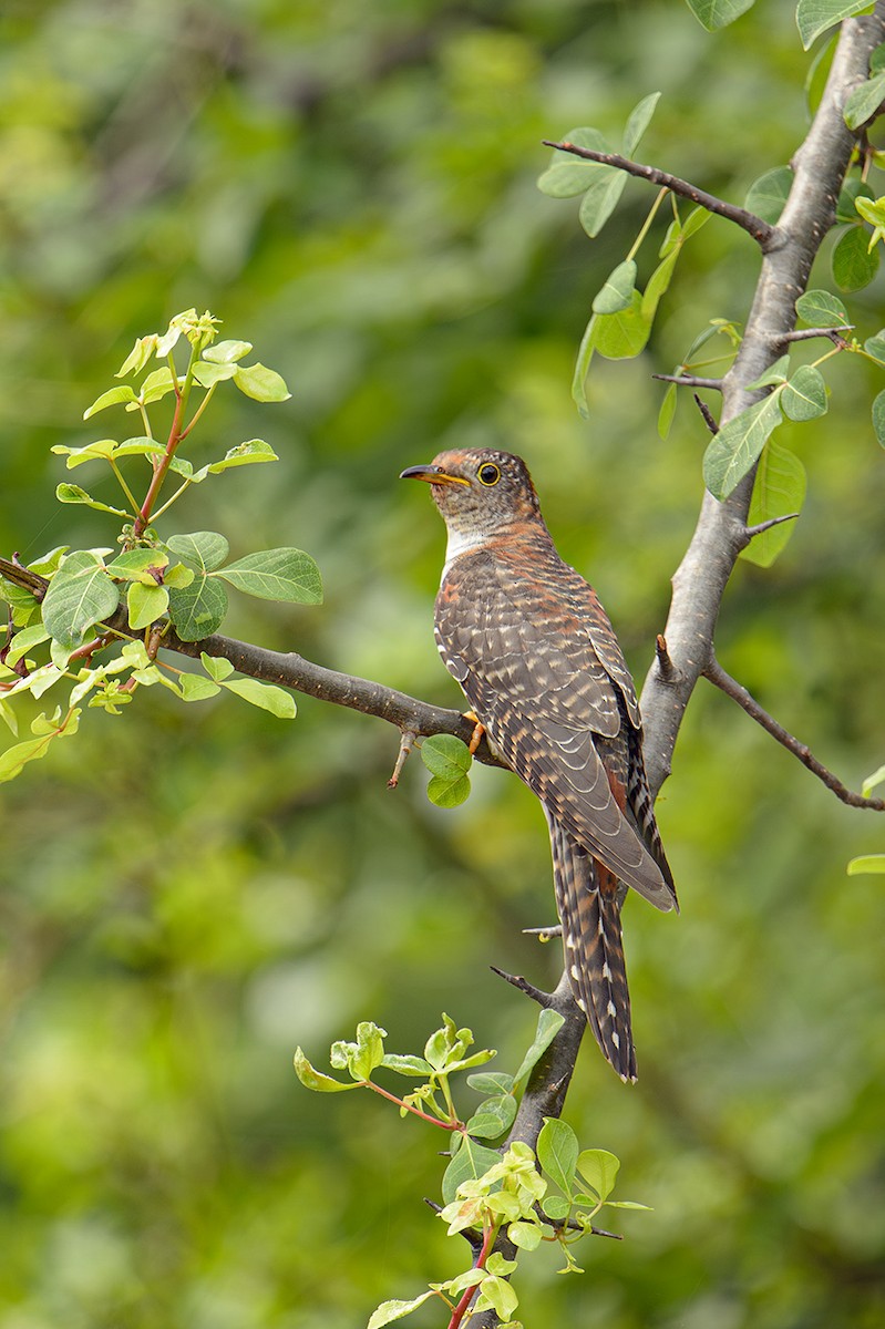 Lesser Cuckoo - ML621606832