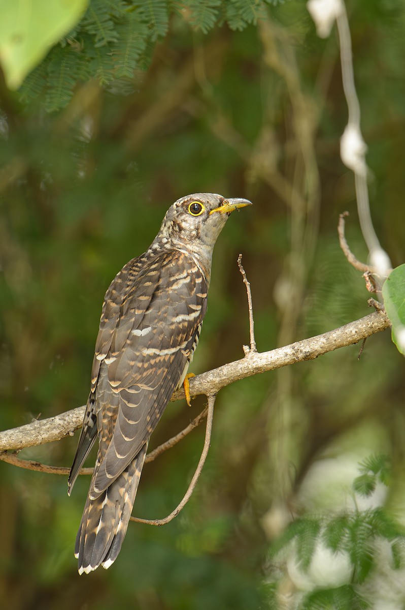 Lesser Cuckoo - ML621606833