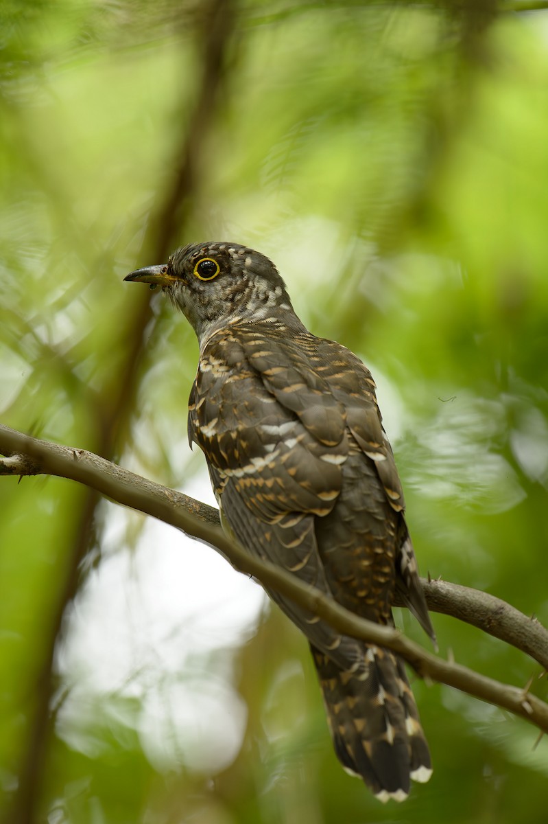 Lesser Cuckoo - ML621606834