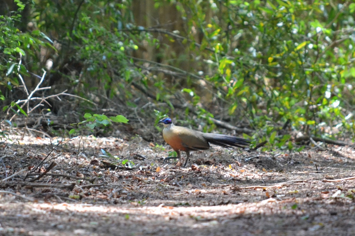 Giant Coua - ML621606873