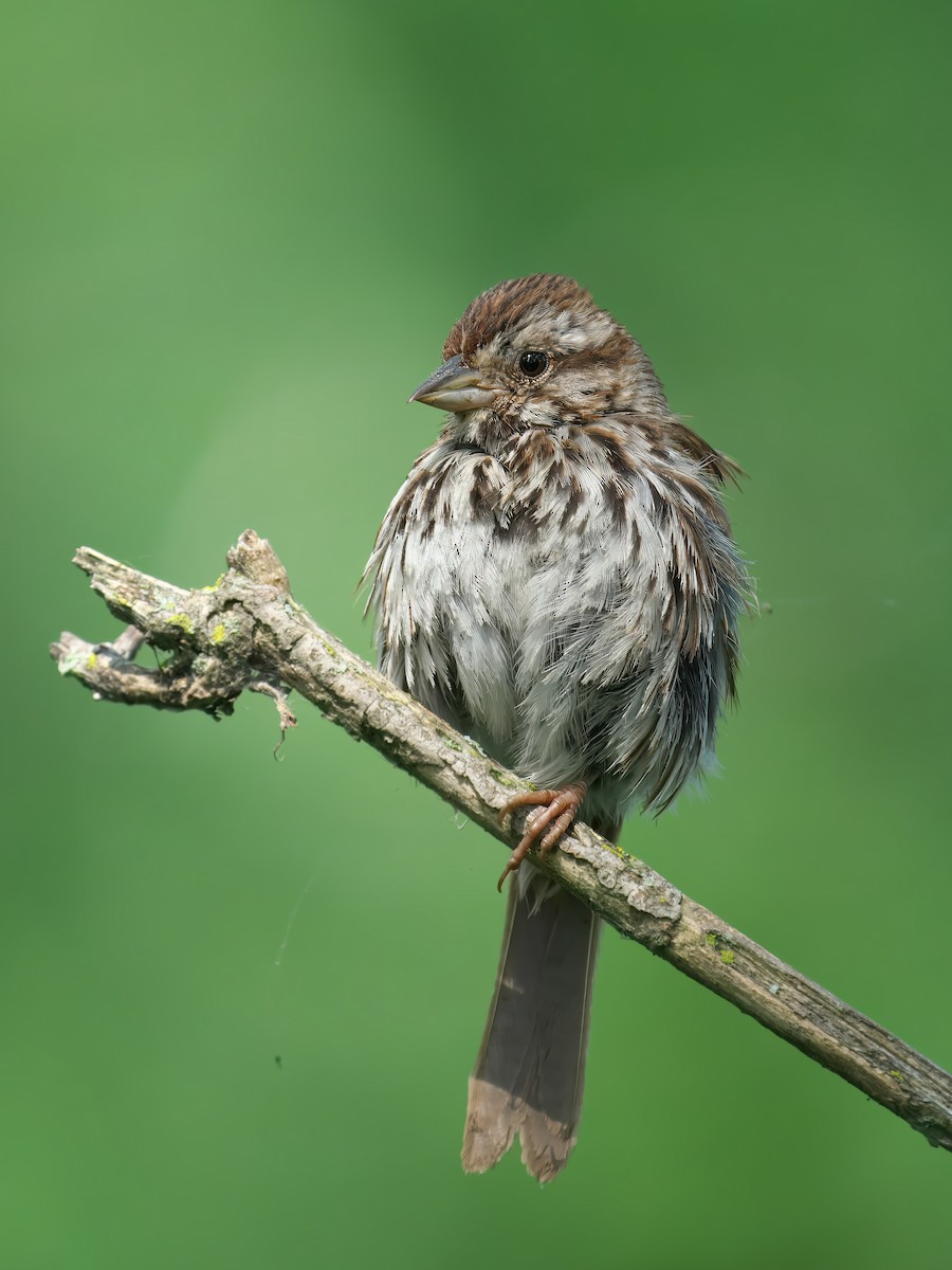 Song Sparrow - ML621606885