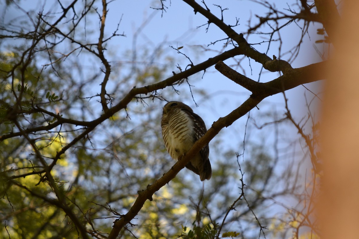 White-browed Owl - ML621606894