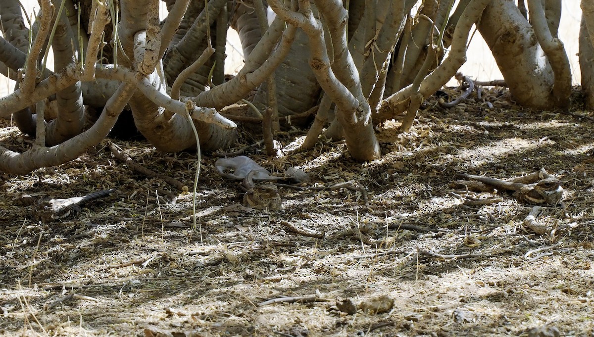 Long-tailed Nightjar - ML621606895