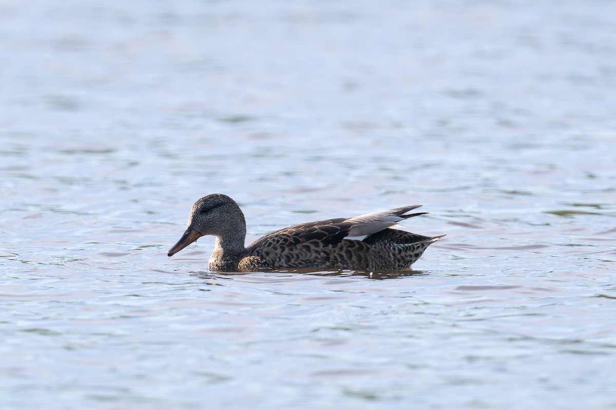 Gadwall - Sonu Lukose