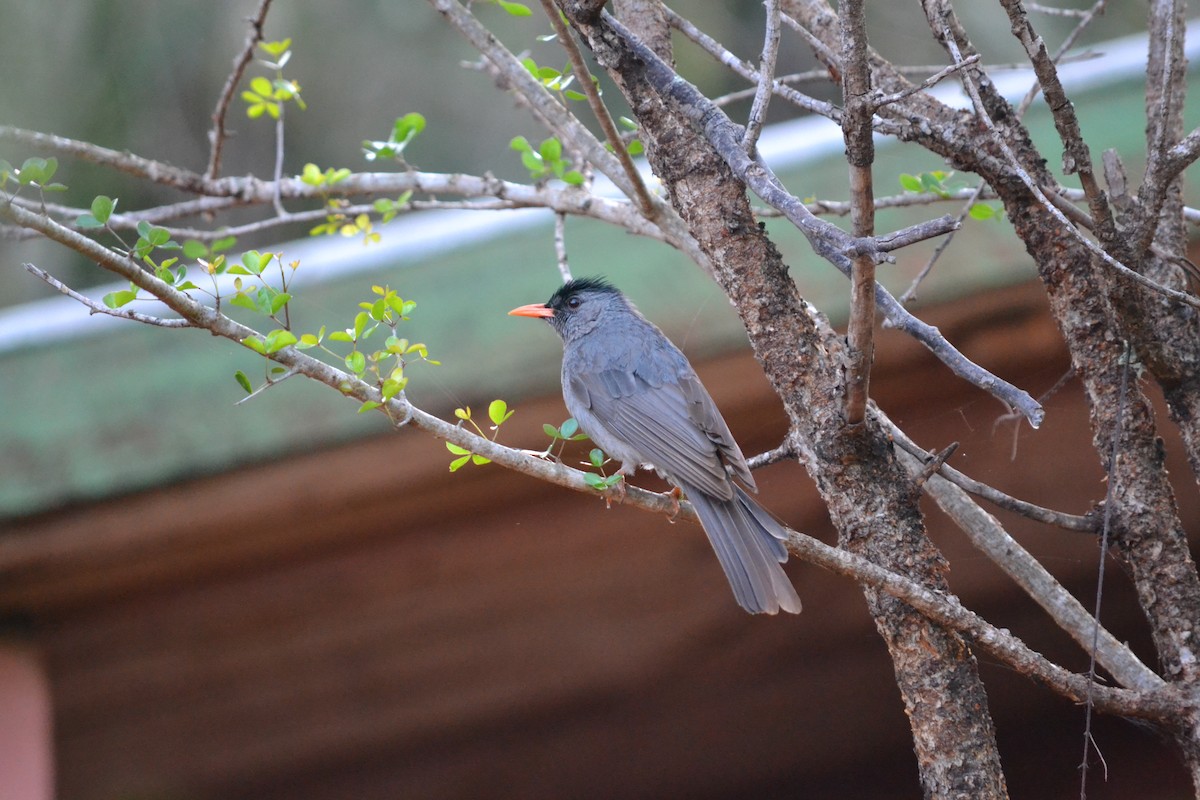 Malagasy Bulbul - ML621606900