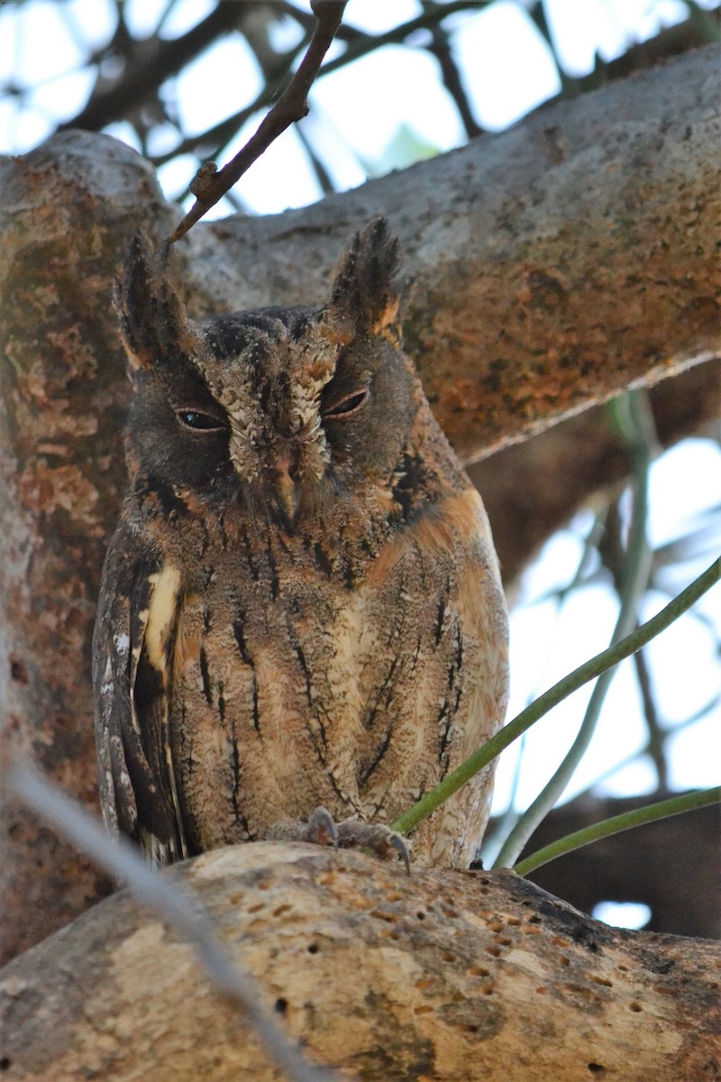 Madagascar Scops-Owl (Torotoroka) - ML621607055