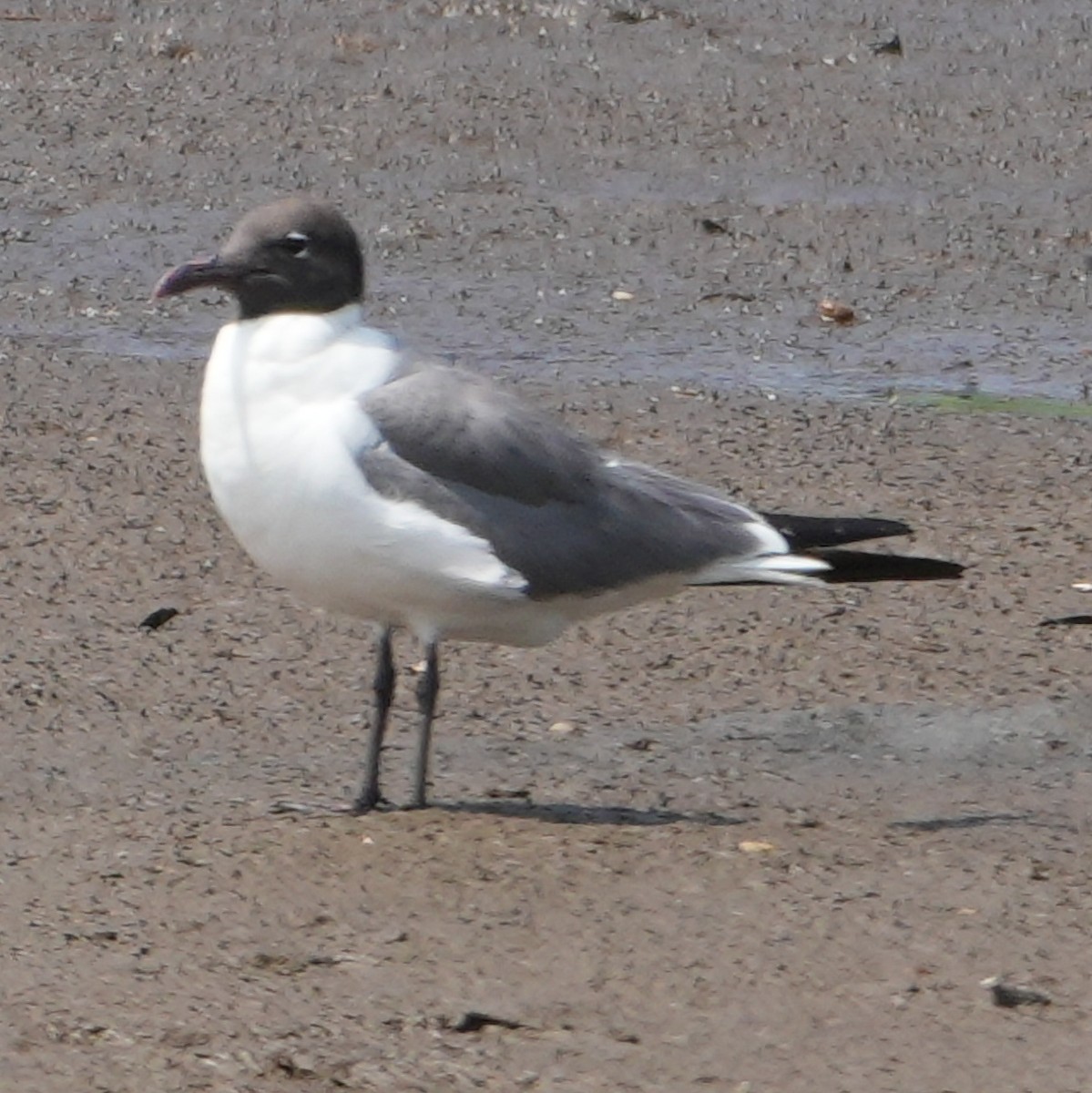 Laughing Gull - ML621607125