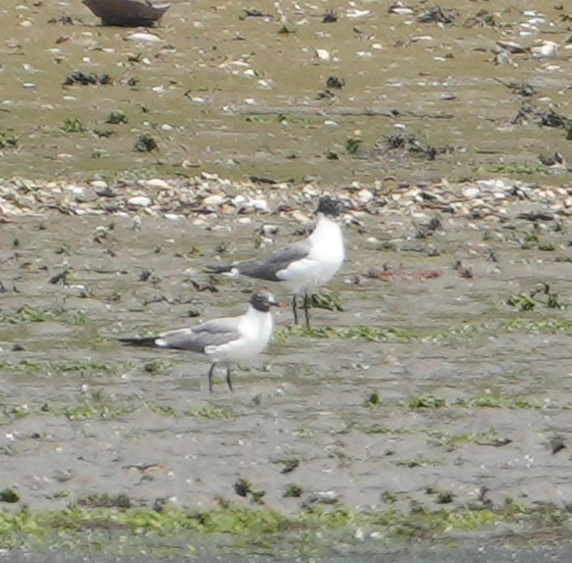 Laughing Gull - ML621607126