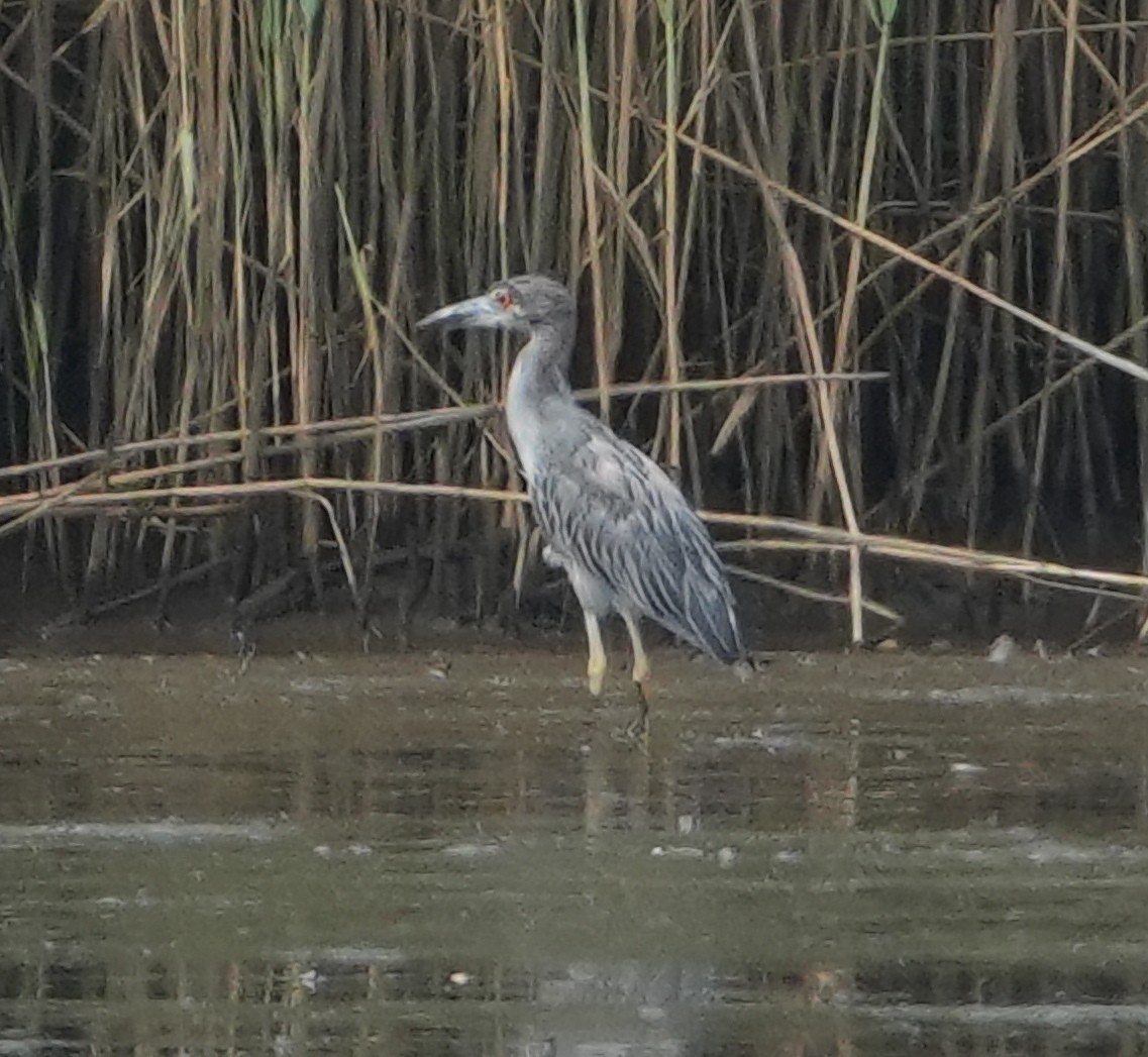 Yellow-crowned Night Heron - ML621607165