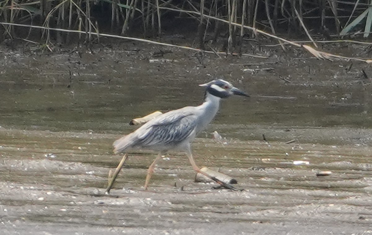 Yellow-crowned Night Heron - ML621607166