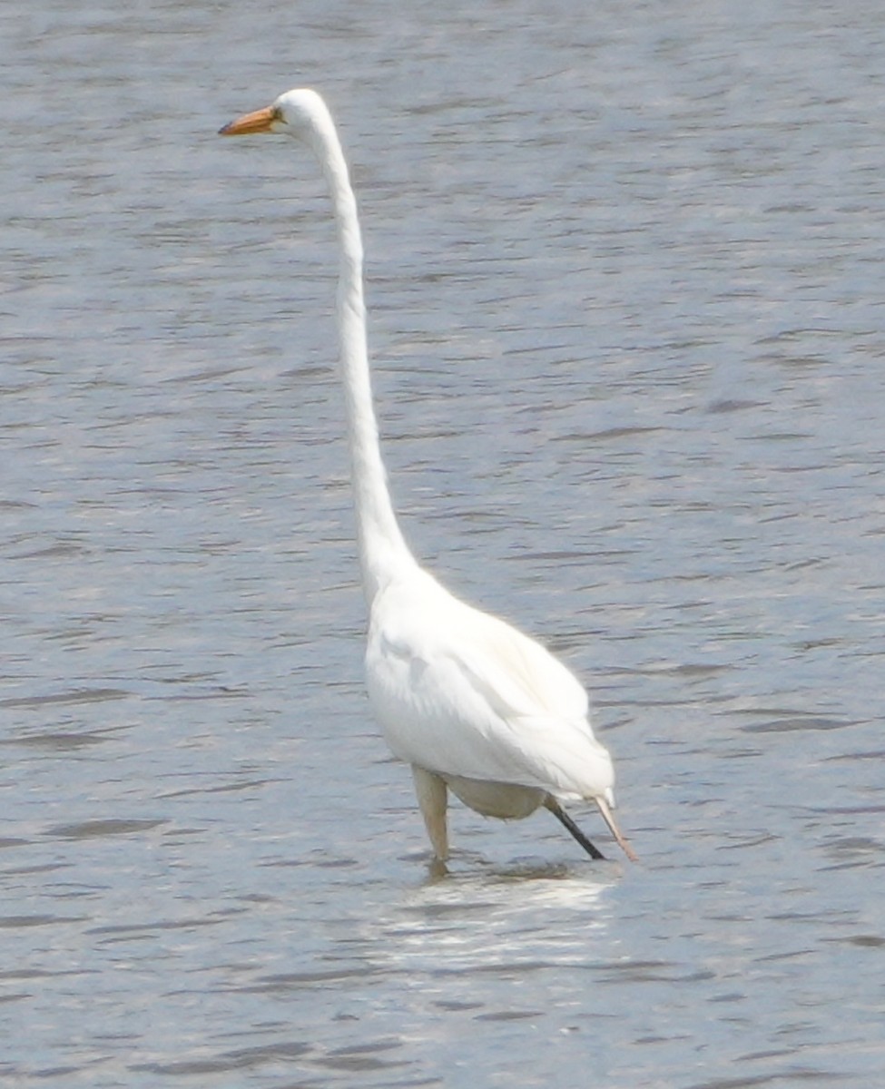 Great Egret - Melody Ragle