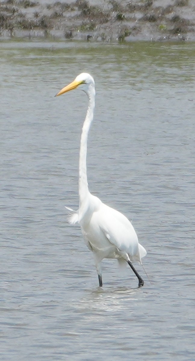 Great Egret - ML621607220