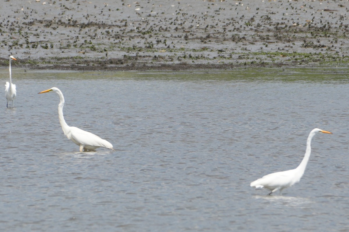 Great Egret - ML621607221