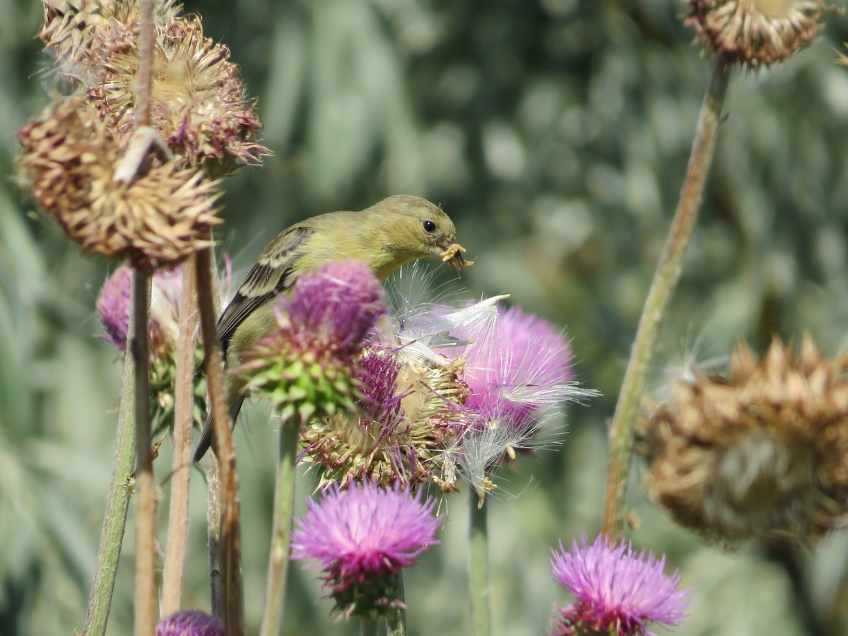 Lesser Goldfinch - ML621607275