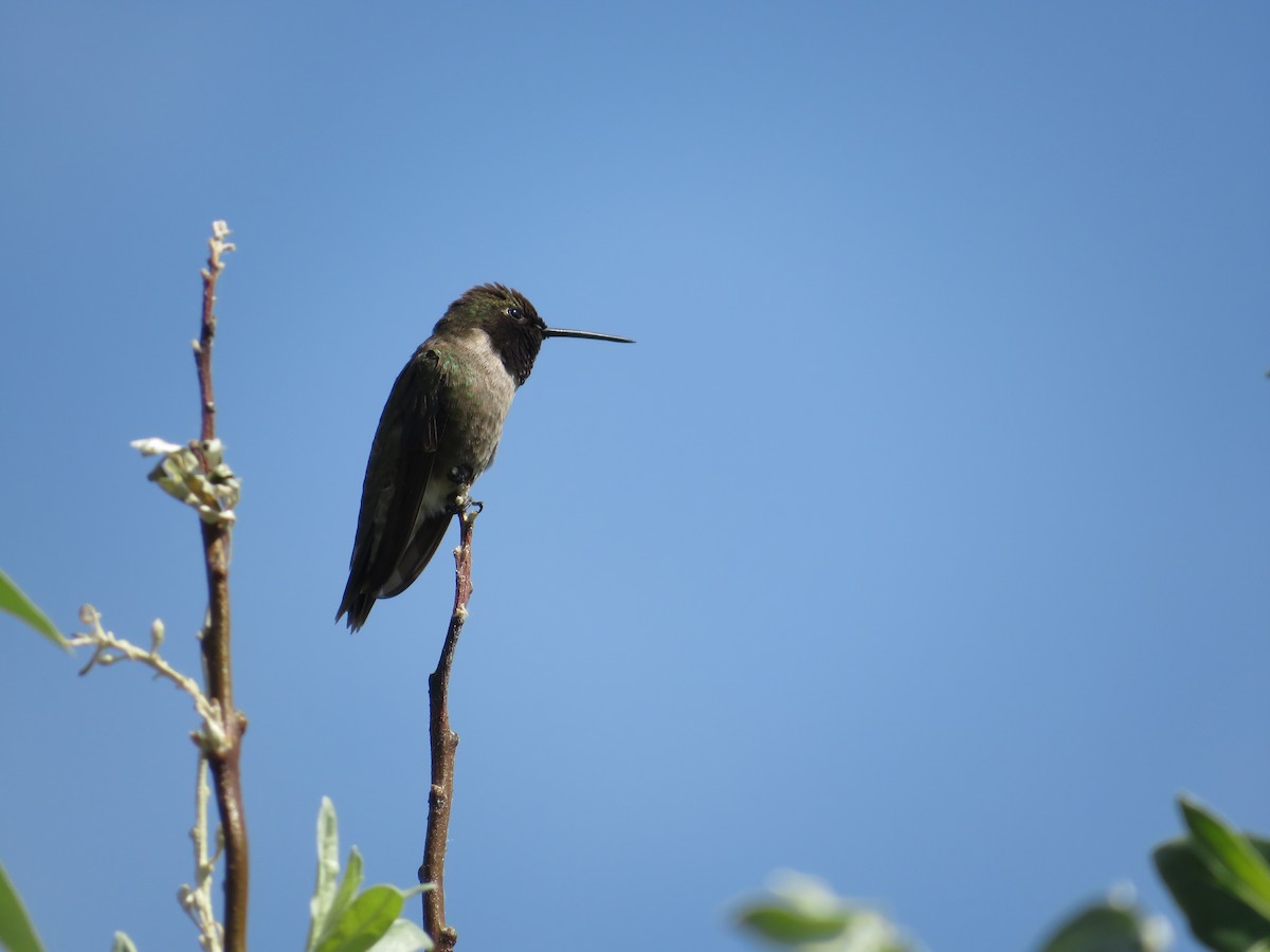 Black-chinned Hummingbird - ML621607296