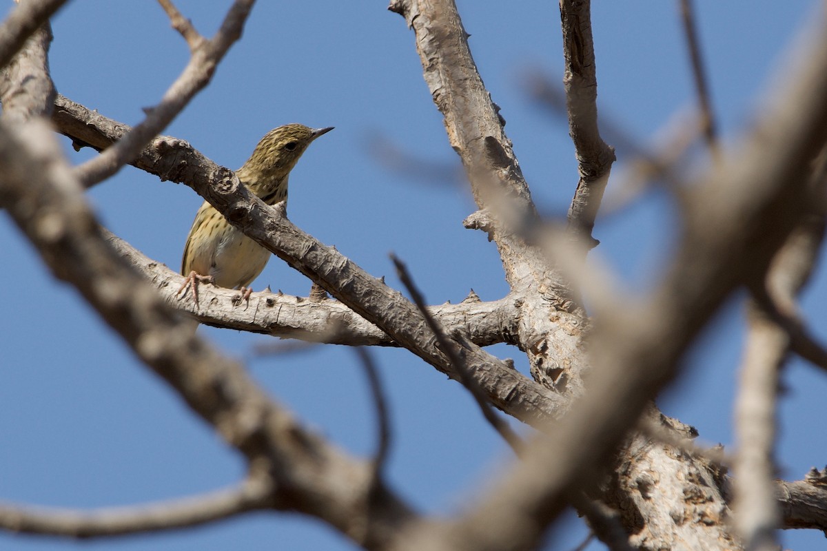 Tree Pipit - ML621607298