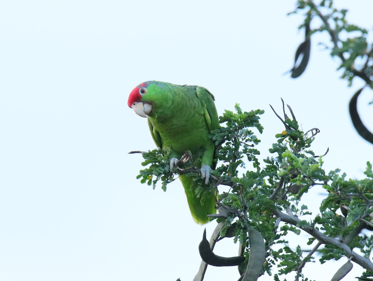 Red-crowned Parrot - ML621607314