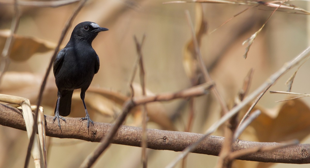 White-fronted Black-Chat - ML621607315