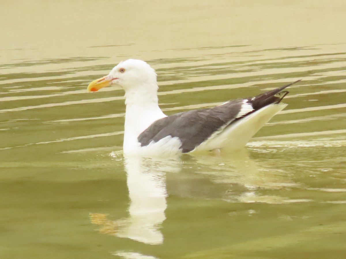 Western Gull - ML621607354