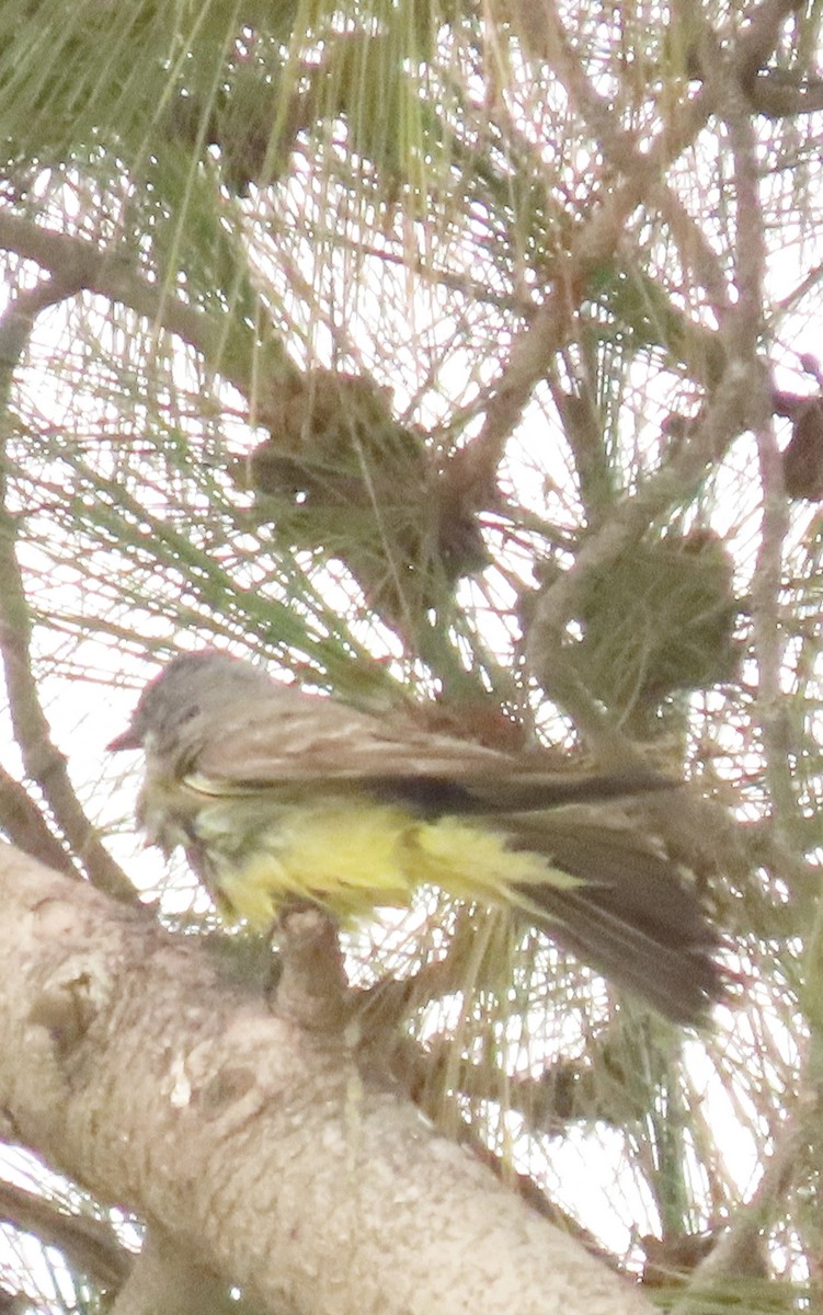 Cassin's Kingbird - ML621607358