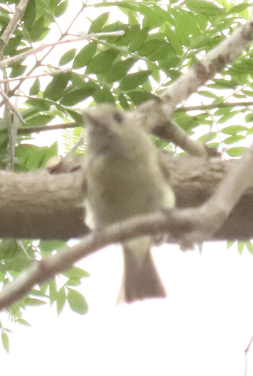 Hutton's Vireo - ML621607368