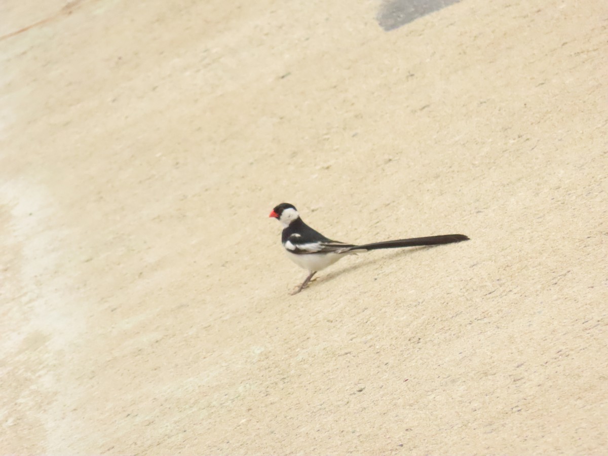 Pin-tailed Whydah - ML621607383