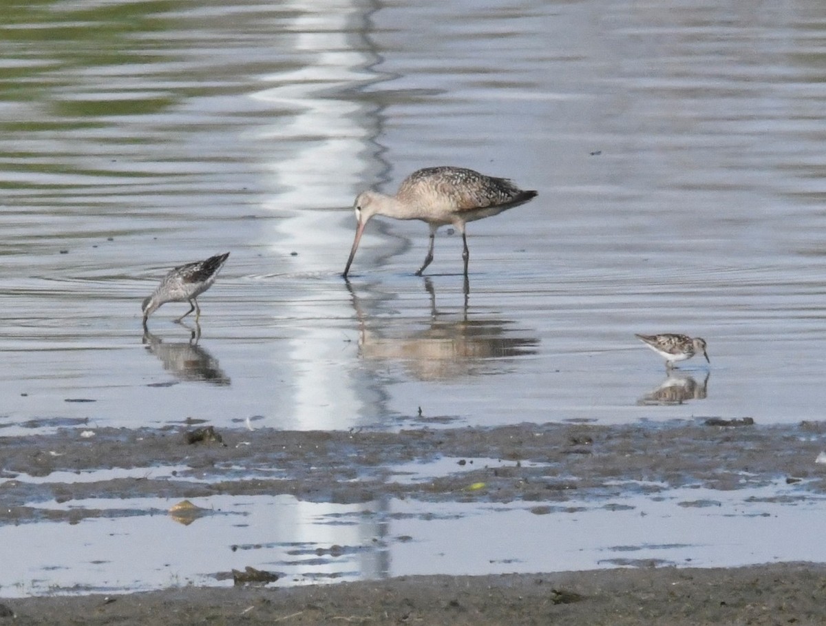 Marbled Godwit - ML621607450