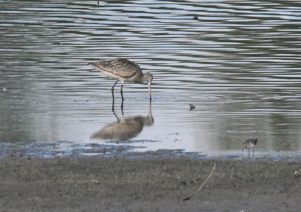 Marbled Godwit - ML621607476