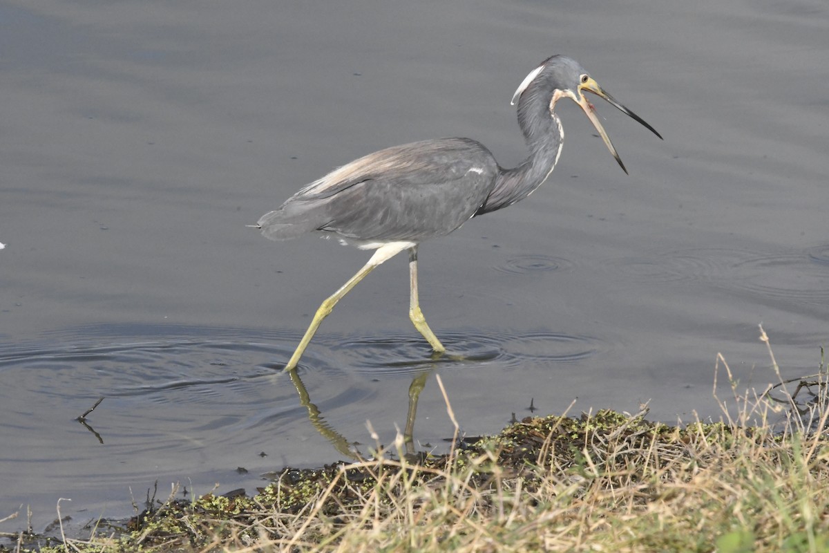 Tricolored Heron - ML621607492