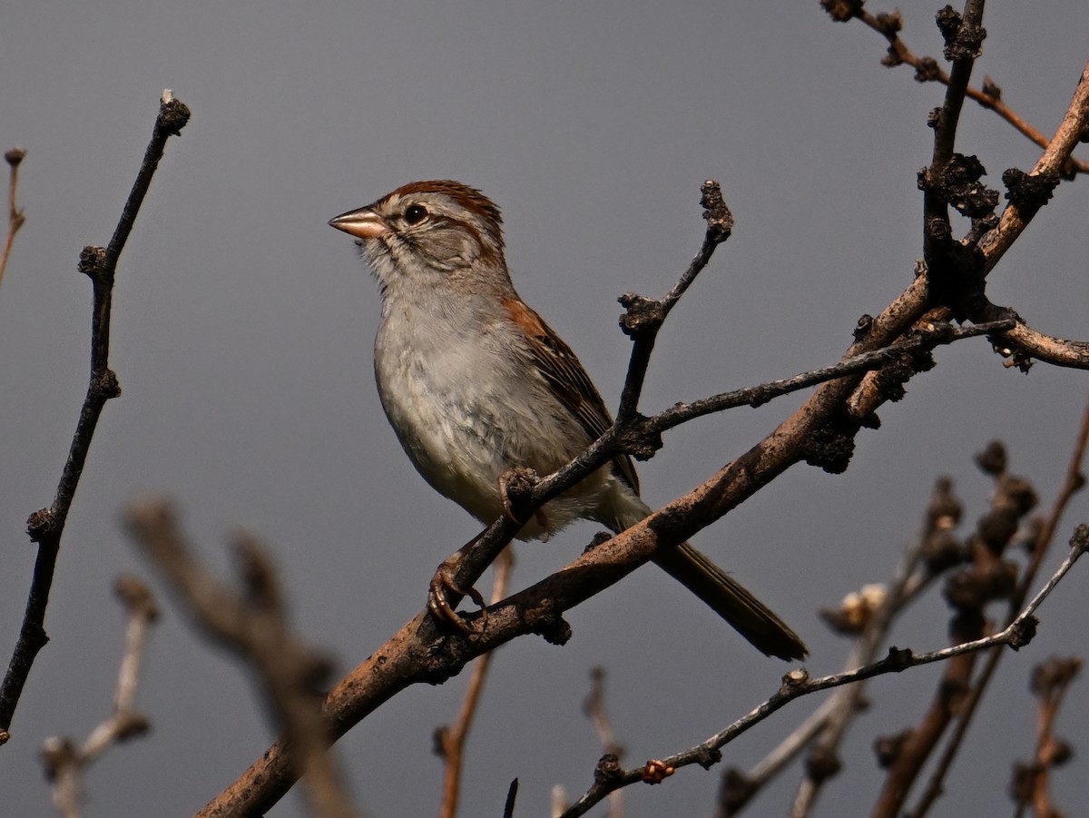 Rufous-winged Sparrow - ML621607524