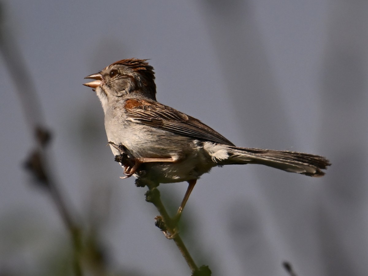 Rufous-winged Sparrow - ML621607530