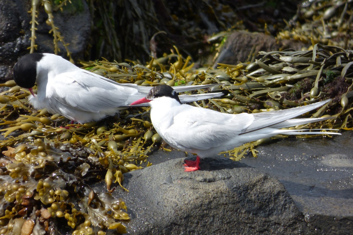 Arctic Tern - ML621607535