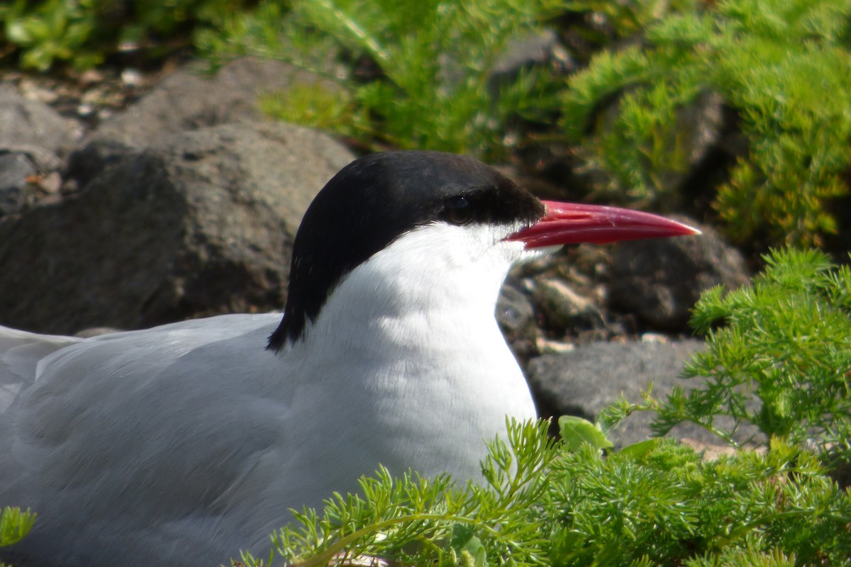 Arctic Tern - ML621607537